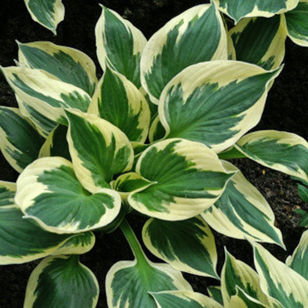 Hosta El Nino main image 1