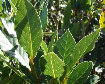 Laurus nobilis - 'Bay Leaf Tree' - Bay Laurel or Sweet Bay - Live Plant, 4 inch sized pot