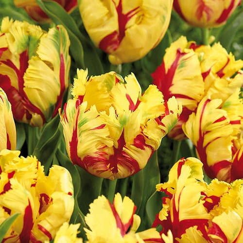 Parrot Mix Tulip Bulbs Tulipa Parrot - Etsy