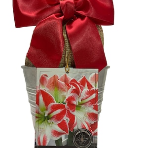 May include: A red and white amaryllis bulb in a galvanized metal pot with a burlap sack tied with a red ribbon. The tag reads "Sparticus Amaryllis" and "Daylily Nursery".