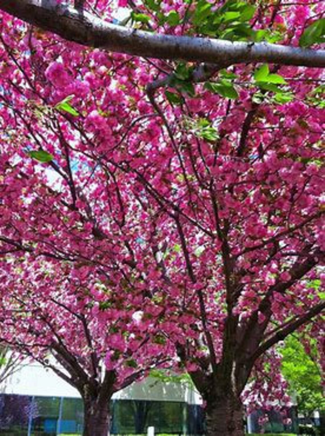 Kwanzan Cherry Tree in a 2.5 in pot Etsy