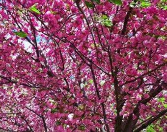 Kwanzan Cherry Tree in a 2.5 in pot