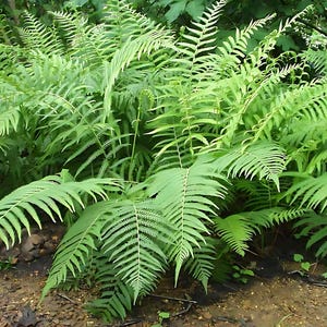 May include: A lush cluster of green ferns with delicate, feathery fronds. The ferns have a vibrant, healthy appearance, with multiple fronds extending outwards. The image captures the natural beauty of the plant, showcasing its intricate leaf structure.