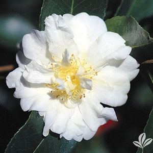 May include: A single white camellia flower with yellow stamens in the center. The flower is in full bloom and has a delicate, layered appearance.