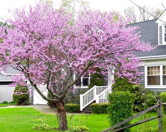 2 Eastern Redbud Trees Bareroot 18-24" Stunning Spring Blooms! Free Shipping