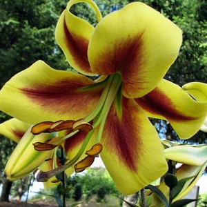 5 Robert Swanson Hybrid Lily Bulbs---Big Bulbs