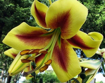 5 bulbos de lirio híbrido Robert Swanson --- Bulbos grandes