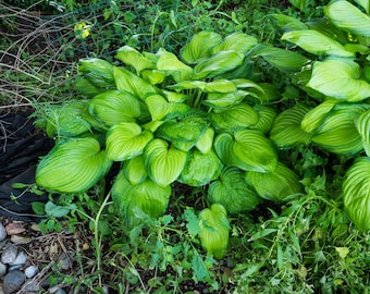 Guacamole Hosta Bareroot