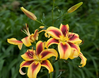 Vive La Vida Lily Bulbs, you choose amount!