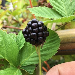 May include: A close-up of a ripe blackberry cluster, showcasing its deep black color and textured surface. The blackberry is attached to a green stem, surrounded by vibrant green leaves. The image highlights the natural beauty of the fruit.