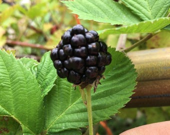 May include: A close-up of a ripe blackberry cluster, showcasing its deep black color and textured surface. The blackberry is attached to a green stem, surrounded by vibrant green leaves. The image highlights the natural beauty of the fruit.
