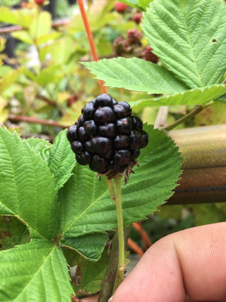 May include: A close-up of a ripe blackberry cluster, showcasing its deep black color and textured surface. The blackberry is attached to a green stem, surrounded by vibrant green leaves. The image highlights the natural beauty of the fruit.