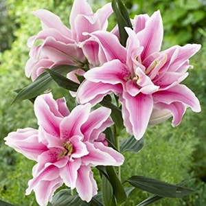 May include: Pink lilies with white edges and pink speckles on the petals. The lilies are in bloom and have green leaves.