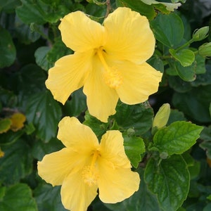 Tropical Hibiscus 'Yellow' in a 4" Pot. Starter Plant