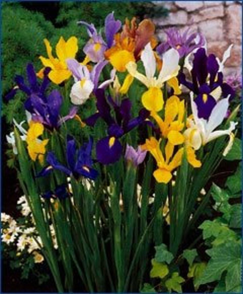 Dutch Iris Bulbs MixedPerfect for Fall Planting Etsy