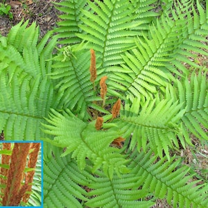 Cinnamon Ferns in Trade One Gallon Pots (0.67 gallons of soil)-- These are absolutely stunning right now!!