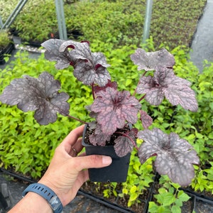 Plum Pudding Heuchera/ Coral Bells in 4 Inch PotGreat for Spring planting image 4