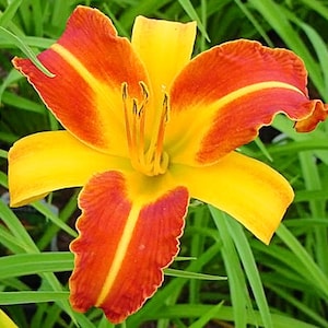 May include: A yellow daylily with red and orange stripes on the petals. The flower has a ruffled edge and is in full bloom.