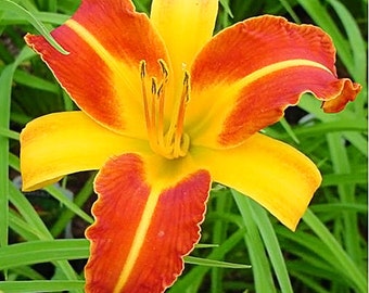 Hemerocallis Frans Hals Daylily in 3.5 inch pots. Wonderful start plants, you choose amount!