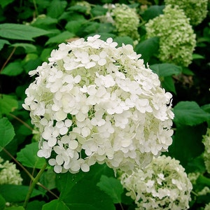 Puede incluir: Primer plano de una gran flor de hortensia blanca en plena floración. La flor está en plena floración y tiene muchos pétalos pequeños blancos. La flor está rodeada de hojas verdes.