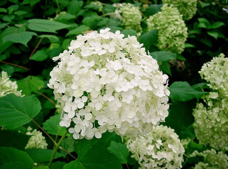 Hydrangea Arborescens Annabelle 2.5 Inch Starter Plant, this is an End of the Season price on these, get them at a Bargain image 1