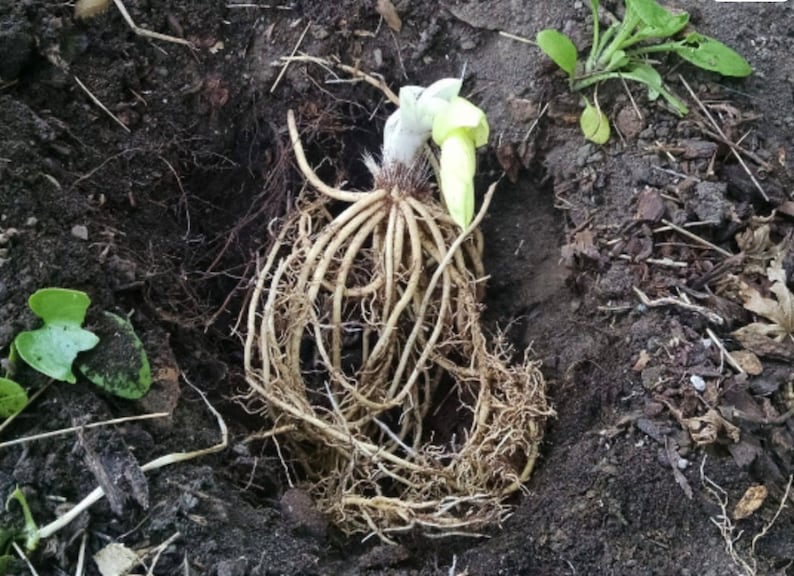 Patriot Hosta Bareroot Plants image 2