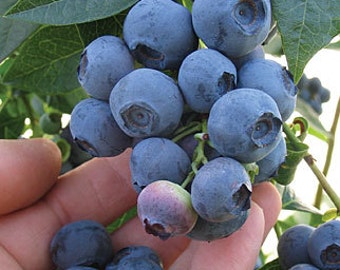 Blueray Blueberry Plant-- up to 20 Lbs Per Mature Plant! 4 inch sized Starter Plants, you choose amount!