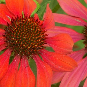 May include: Two vibrant red coneflowers with prominent, spiky centers. The flowers have delicate, overlapping petals and a slightly fuzzy texture.