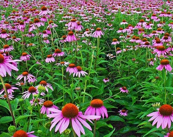 Echinacea magnus échinacée en pot de 4 po. --- Plante vivante en pot