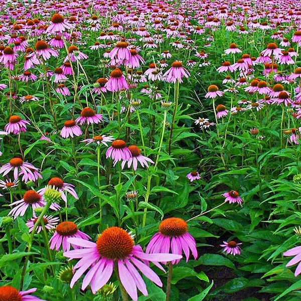 Echinacea Magnus  Coneflower 4" Pot---Live Potted Plant