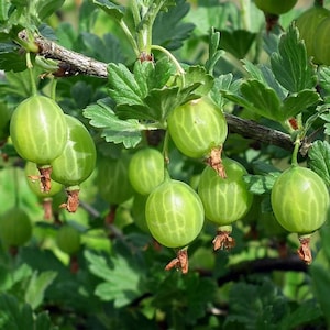 May include: Close-up of a gooseberry bush laden with ripe, green gooseberries. The round, translucent fruits hang from branches with green leaves. The gooseberries have a light green hue with visible veins.