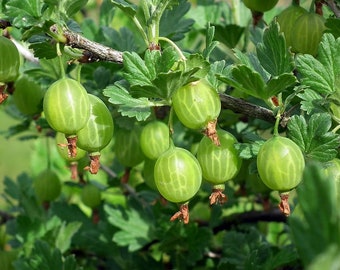 Little Ben Gooseberry Plant in a 3.5" Pot--The BEST New Berry for your garden!!!