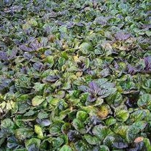 Black Scallop: Ajuga reptans 3.5 Inch PotsYou choose amount image 3