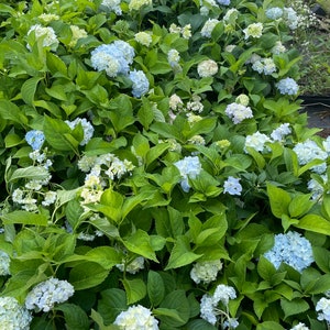 Hydrangea Arborescens Blue 2.25 Inch Starter Plant, this is an End of the Season price on these, get them at a Bargain image 5