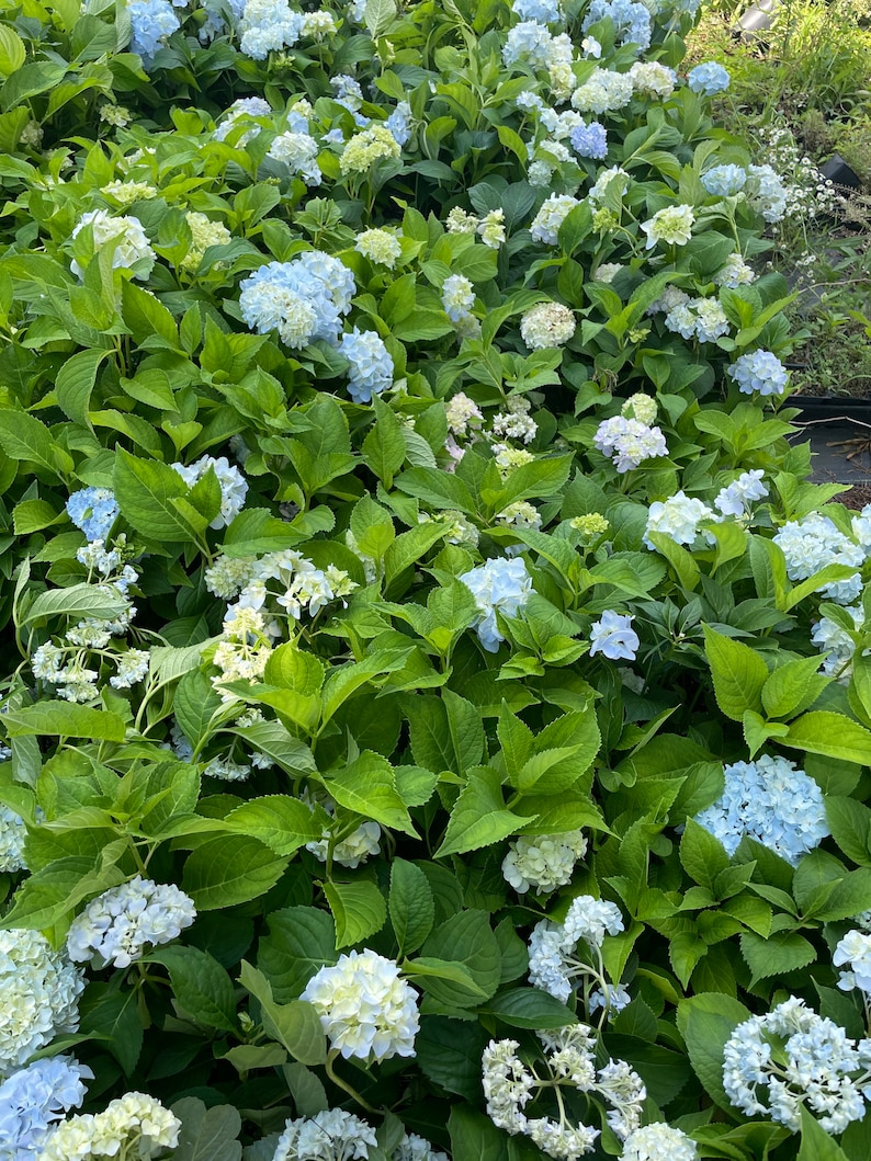 Hydrangea Arborescens Blue 2.25 Inch Starter Plant, this is an End of the Season price on these, get them at a Bargain image 5