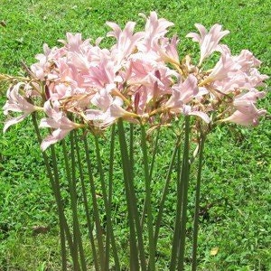 2 Bareroot Pink Spider Lily/ Surprise Lily/ Naked Lady Lily/ Resurrection Lily/ August Lily/ Raidanti Squamigera