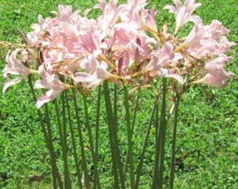 2 Bareroot Pink Spider Lily/ Surprise Lily/ Naked Lady Lily/ Resurrection Lily/ August Lily/ Raidanti Squamigera