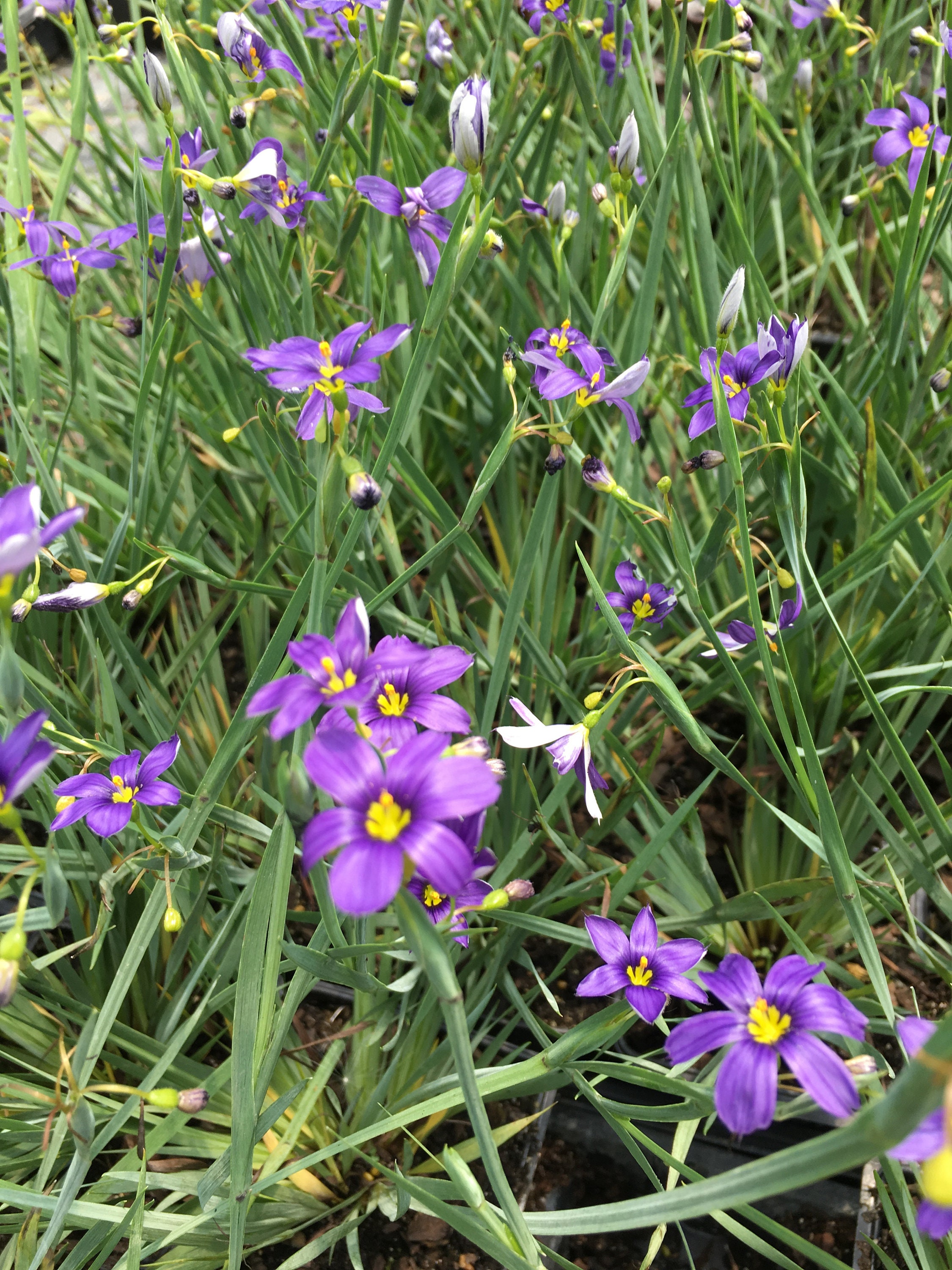Sisyrinchium Angustifolium 'lucerne' Blue-eyed Grass Live Plant, Sold
