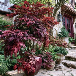 May include: A Japanese maple tree with deep red, lacy, dissected leaves planted in a large, glossy, dark red ceramic pot. The tree features a cascading, weeping growth habit with dense foliage, positioned on a stone patio near a house entrance.