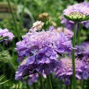 May include: Close-up of a cluster of purple pincushion flowers in bloom. The flowers have a delicate, feathery texture and are arranged in a rounded shape.
