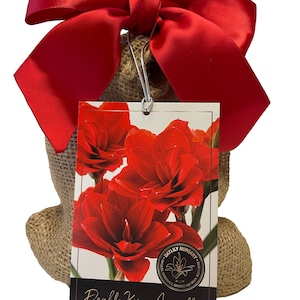 Double King Amaryllis Bulb in Burlap Gift Bag!! Easy to Grow Bulbs--Includes Growing Medium--Great Holiday Gift!!!