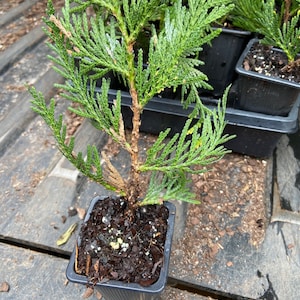 Arborvitae Green Giant Thuja Plicata 2.5 inch pot 6-12 Tall image 4