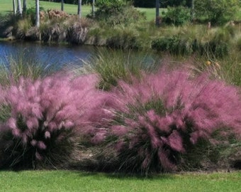 Pink Muhly Grass in 2.5 Inch Containers by Daylily Nursery, You choose amount! Grown on Our own Farm