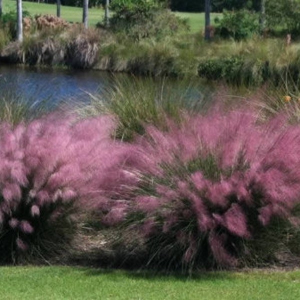 Pink Muhly Grass in 2.5 Inch Containers by Daylily Nursery, You choose amount! Grown on Our own Farm