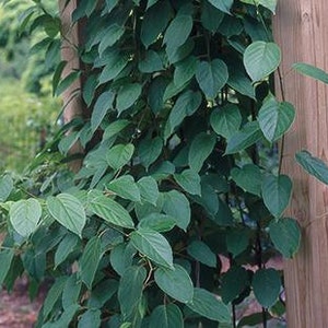 4 Hardy Kiwi Plants One Ananasnaya, Two Ken's Red, and one Male Pollinaterall in 4 Inch Cups/ Kiwi Aruguta image 3