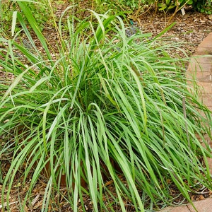 Lemongrass PlantContainer in 2.25 Inch Size Also known as Fever Grass, Cymbopogon Citratus image 3