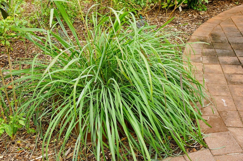 Lemongrass PlantContainer in 2.25 Inch Size Also known as Fever Grass, Cymbopogon Citratus image 3