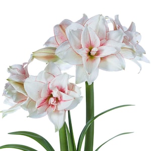Elvas Amaryllis Bulb, Nice size bulb!. Great for Winter Forcing! Wonderful and unique gift! FREE SHIPPING!!