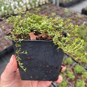 Puede incluir: Una peque&ntilde;a planta verde en maceta en una maceta de pl&aacute;stico negro. La planta est&aacute; creciendo en una mezcla de tierra marr&oacute;n.