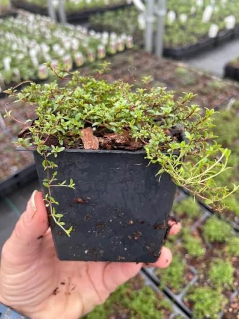 Puede incluir: Una peque&ntilde;a planta verde en maceta en una maceta de pl&aacute;stico negro. La planta est&aacute; creciendo en una mezcla de tierra marr&oacute;n.